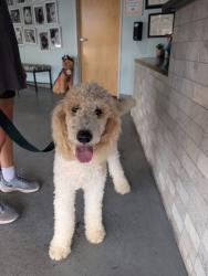 Found/Stray Male Dog last seen FarWest Blvd, Austin, TX 78731