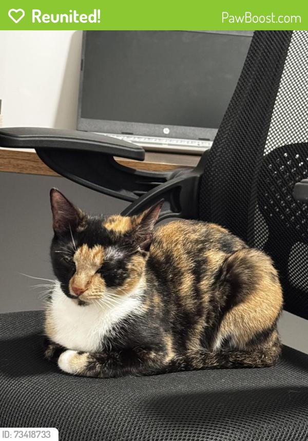 Reunited Female Cat last seen Australian avenue, West Palm Beach, FL 33407