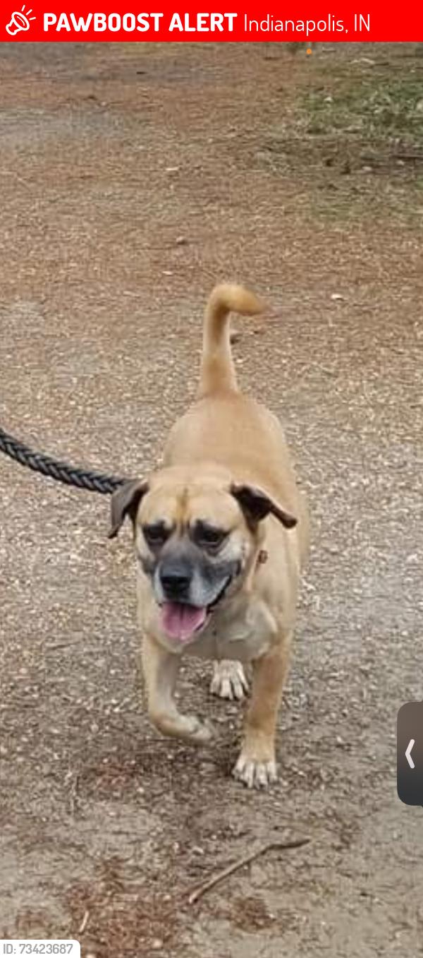 Lost Male Dog last seen raceway rd, Indianapolis, IN 46234
