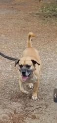 Lost Male Dog last seen raceway rd, Indianapolis, IN 46234