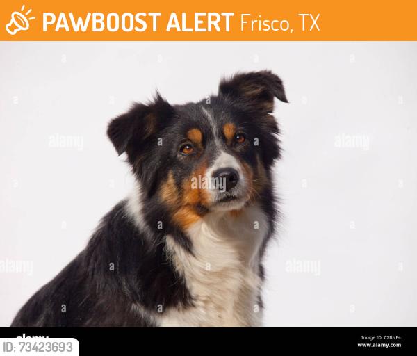 Found/Stray Unknown Dog last seen Rose ln, Frisco, TX 75036