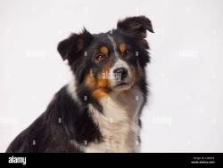 Found/Stray Unknown Dog last seen Rose ln, Frisco, TX 75036