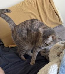 Lost Female Cat last seen Alley way to the right of 10 e ontario apmt entrance., Chicago, IL 60611