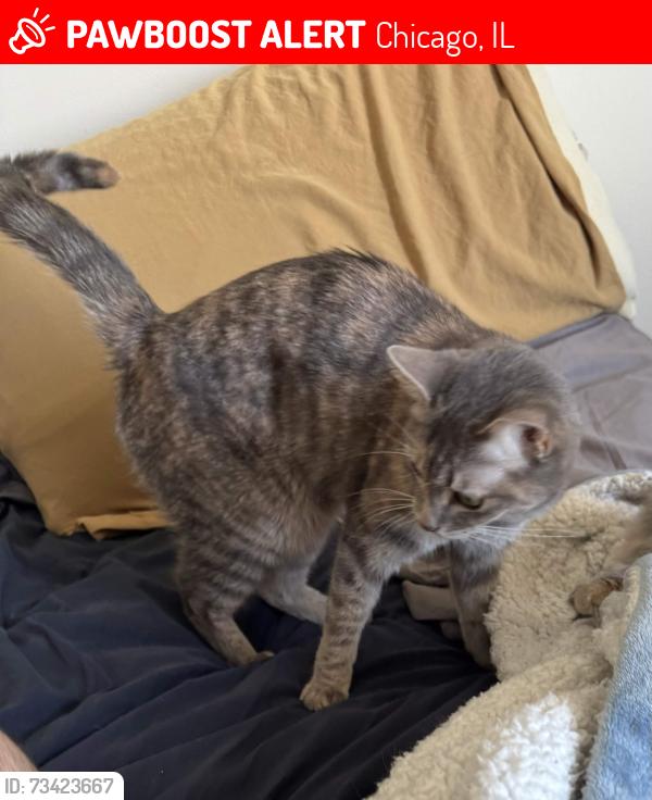 Lost Female Cat last seen Alley way to the right of 10 e ontario apmt entrance., Chicago, IL 60611