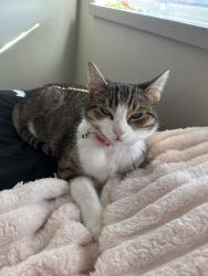 Reunited Female Cat last seen South Ardmore Park, Ardmore, PA 19003