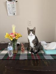 Reunited Male Cat last seen Near Columbus Pl, Stamford, CT 06907
