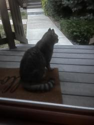 Found/Stray Unknown Cat last seen Brunches 106th loop, Westminster, CO 80234