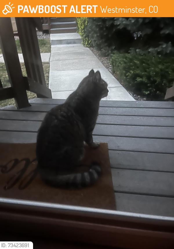 Found/Stray Unknown Cat last seen Brunches 106th loop, Westminster, CO 80234