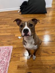 Found/Stray Female Dog last seen 71st and halsted, Chicago, IL 60621