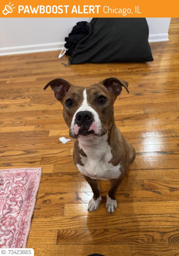 Found/Stray Female Dog last seen 71st and halsted, Chicago, IL 60621