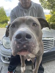 Lost Male Dog last seen Kent Valley Loop Trails, Kent, WA 98032
