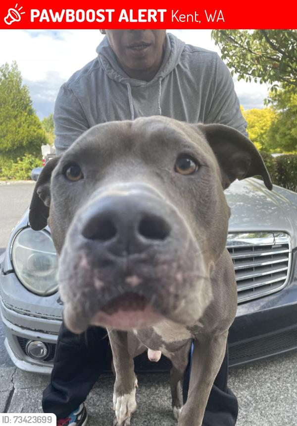 Lost Male Dog last seen Kent Valley Loop Trails, Kent, WA 98032