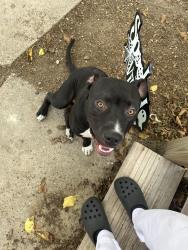 Found/Stray Male Dog last seen Hangover Bar and Grill, Killeen, TX 76549