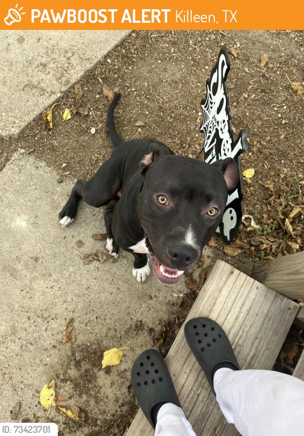 Found/Stray Male Dog last seen Hangover Bar and Grill, Killeen, TX 76549