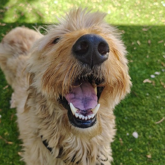 Shelter Stray Female Dog last seen , 1013 Garfield St, Oak Park, IL 60304, USA