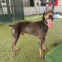 Shelter Stray Male Dog last seen , 361 S Raymond Ave, Pasadena, CA 91105, USA