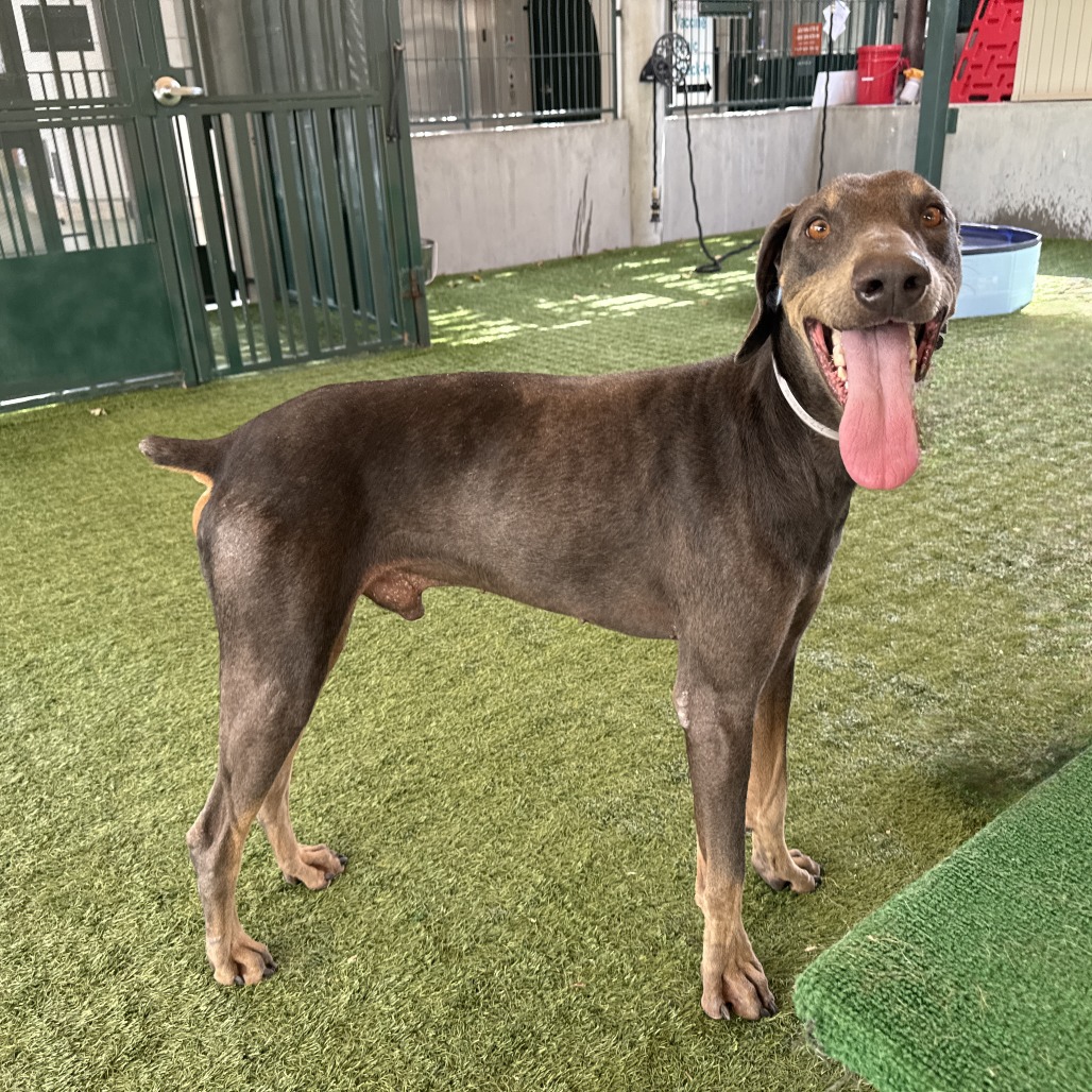 Shelter Stray Male Dog last seen , 361 S Raymond Ave, Pasadena, CA 91105, USA