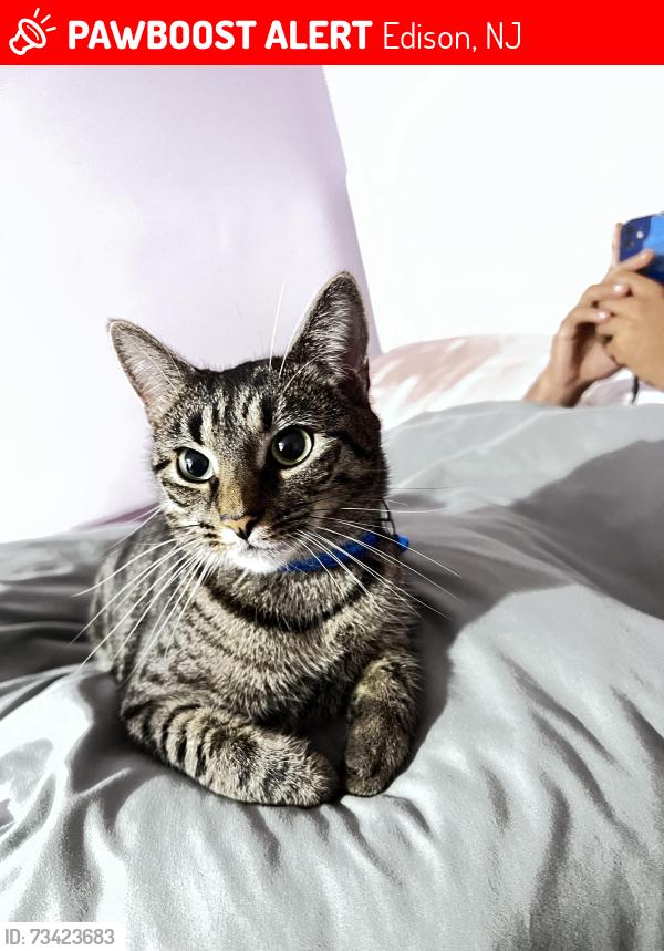 Lost Female Cat last seen Across Bernard St and Harrison Ave, Edison, NJ 08837