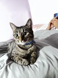 Lost Female Cat last seen Across Bernard St and Harrison Ave, Edison, NJ 08837