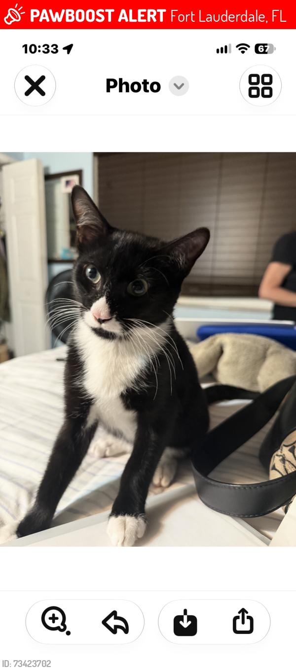 Lost Male Cat last seen riverland road, Fort Lauderdale, FL 33312