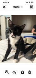 Lost Male Cat last seen riverland road, Fort Lauderdale, FL 33312