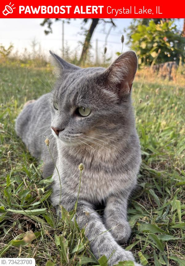 Lost Male Cat last seen Edgewood Rd, Crystal Lake, IL 60014