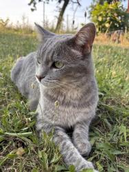 Lost Male Cat last seen Edgewood Rd, Crystal Lake, IL 60014