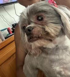 Reunited Female Dog last seen Deer creek loop, Ontario, CA 91761