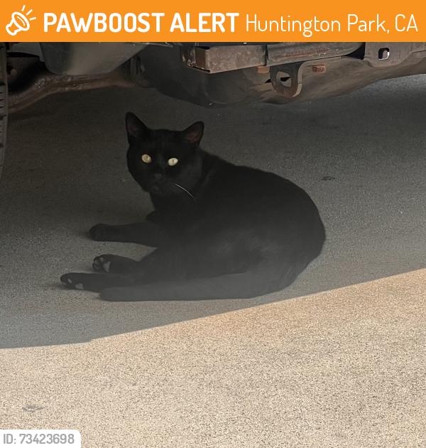 Found/Stray Male Cat last seen 60th pl between arbutus and boyle, Huntington Park, CA 90255