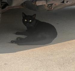 Found/Stray Male Cat last seen 60th pl between arbutus and boyle, Huntington Park, CA 90255
