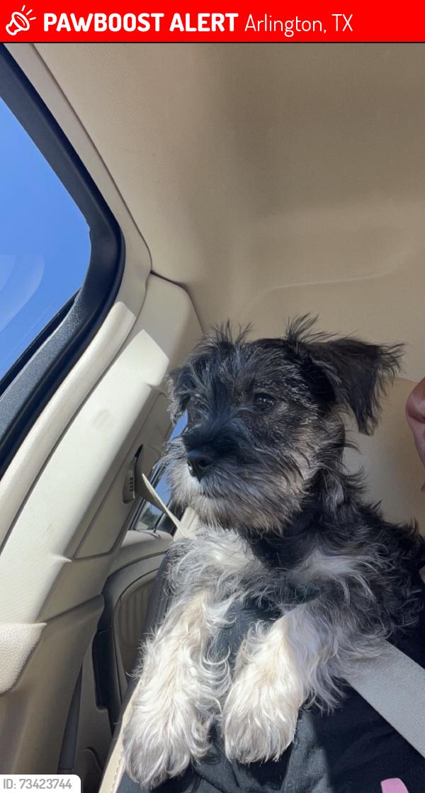 Lost Female Dog last seen Washington and Collins, Arlington, TX 76011