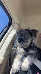 Lost Female Dog last seen Washington and Collins, Arlington, TX 76011