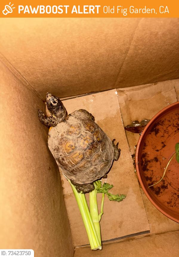 Found/Stray Unknown Reptile last seen Ashlan and Palm (old fig garden), Old Fig Garden, CA 93704