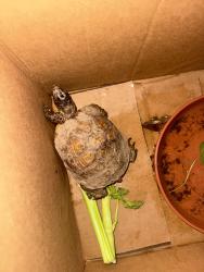 Found/Stray Unknown Reptile last seen Ashlan and Palm (old fig garden), Old Fig Garden, CA 93704