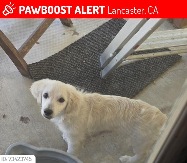 Lost Female Dog last seen 10th west and lancaster blvd, Lancaster, CA 93534