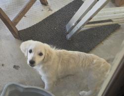 Lost Female Dog last seen 10th west and lancaster blvd, Lancaster, CA 93534