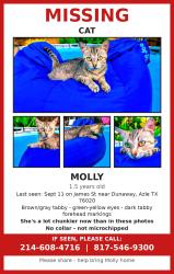 Lost Female Cat last seen Dunaway lane, Azle, TX 76020