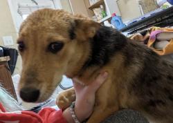 Found/Stray Female Dog last seen Everitt and arabia, Hoke County, NC 28357