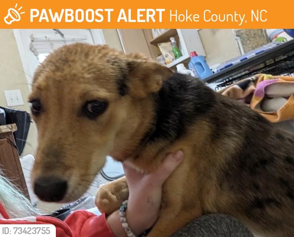 Found/Stray Female Dog last seen Everitt and arabia, Hoke County, NC 28357