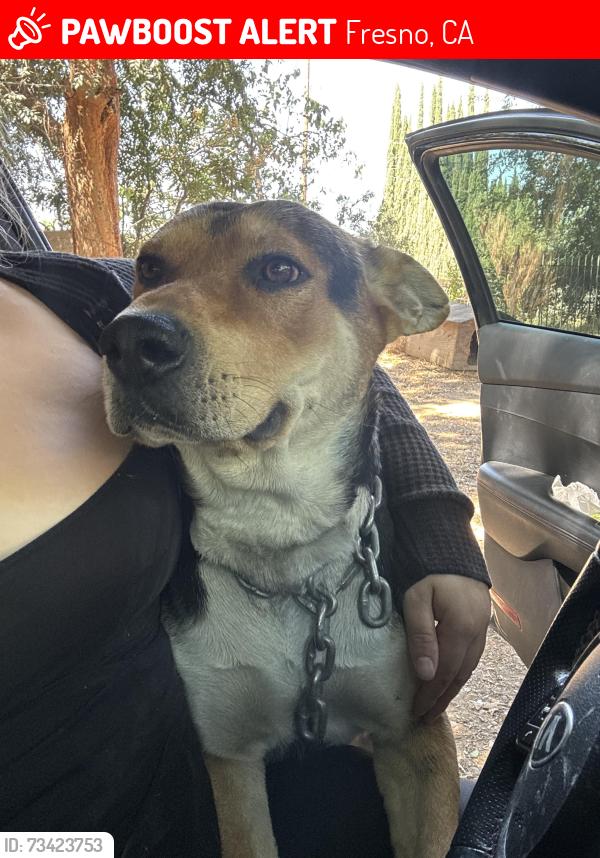 Lost Male Dog last seen polk and ashlan, Fresno, CA 93722