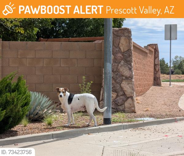 Found/Stray Unknown Dog last seen Park View and Monument Pass, Prescott Valley, AZ 86315