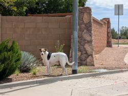 Found/Stray Unknown Dog last seen Park View and Monument Pass, Prescott Valley, AZ 86315