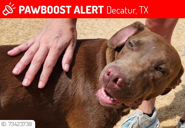 Lost Male Dog last seen 2264, 4219, Decatur, TX 76234
