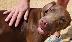 Lost Male Dog last seen 2264, 4219, Decatur, TX 76234