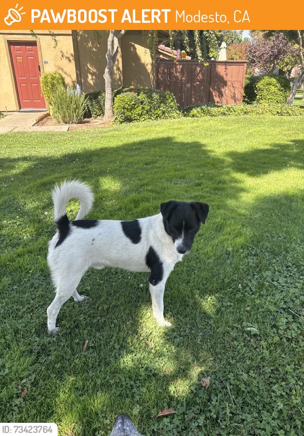 Found/Stray Male Dog last seen Standiford, Hahn, Braden Aves, Modesto, CA 95356