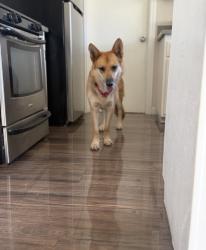 Reunited Female Dog last seen Near N Perris Blvd Perris, CA 92571 United States, Perris, CA 92571