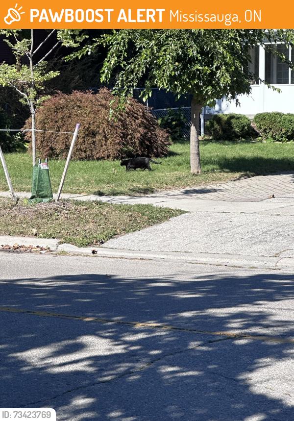 Found/Stray Unknown Cat last seen Vera Cruz and Constitution, Mississauga, ON 