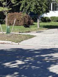 Found/Stray Unknown Cat last seen Vera Cruz and Constitution, Mississauga, ON 