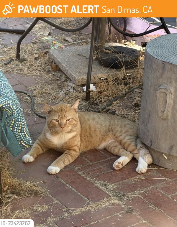 Found/Stray Male Cat last seen Via Canada, San Dimas, CA 91773