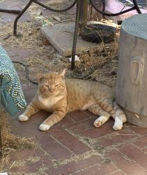 Found/Stray Male Cat last seen Via Canada, San Dimas, CA 91773